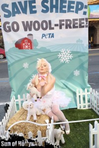 courtney stodden peta sheep sheering hollywood highland garry sun prophecy sunofhollywood 16